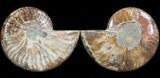 Polished Ammonite Pair - Agatized #41174-1